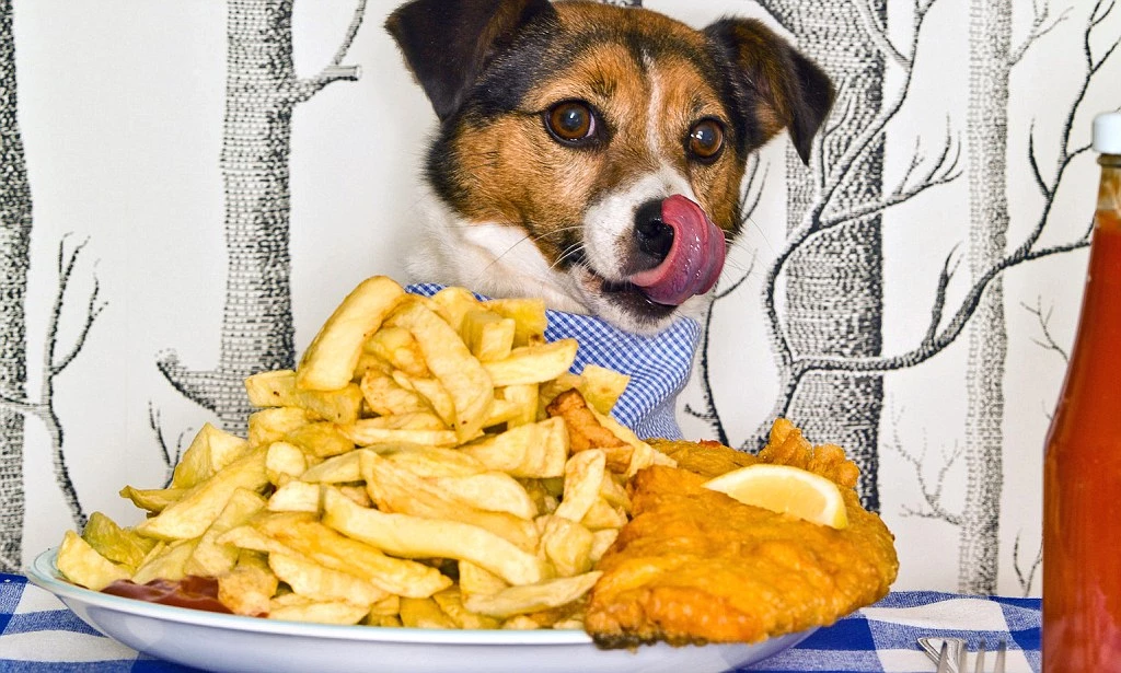can dogs eat fries