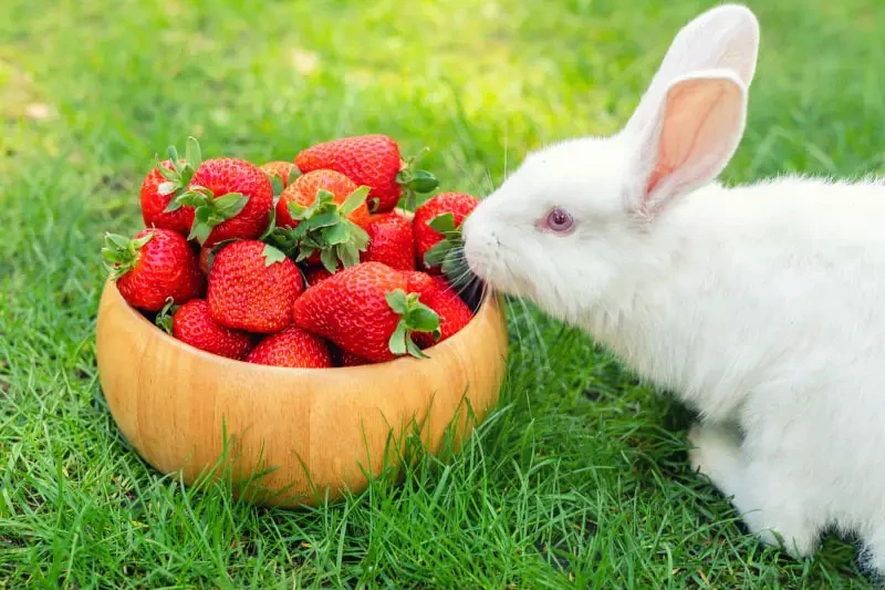 bunnies eat strawberries