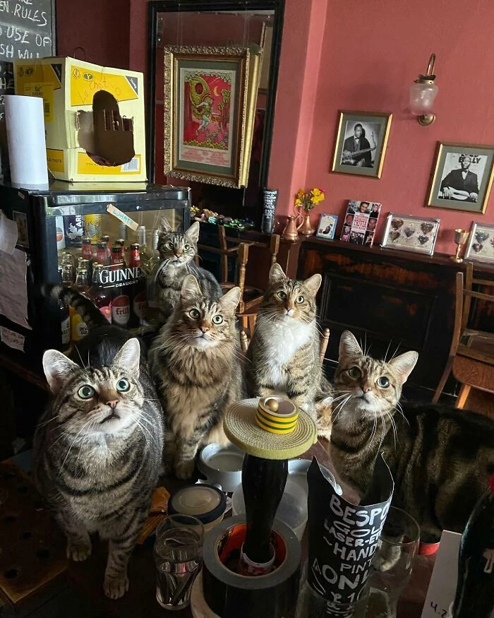 cat bar