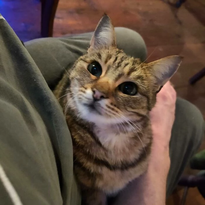 beer and cat