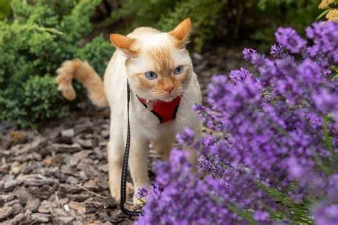 is lavender poisonous to cats