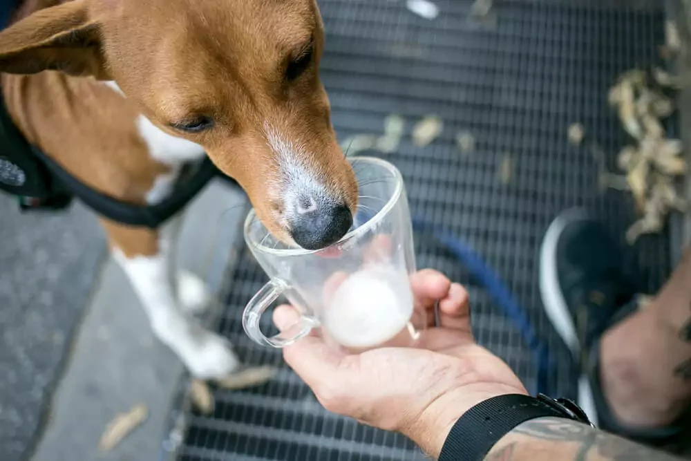 is almond milk okay for dogs