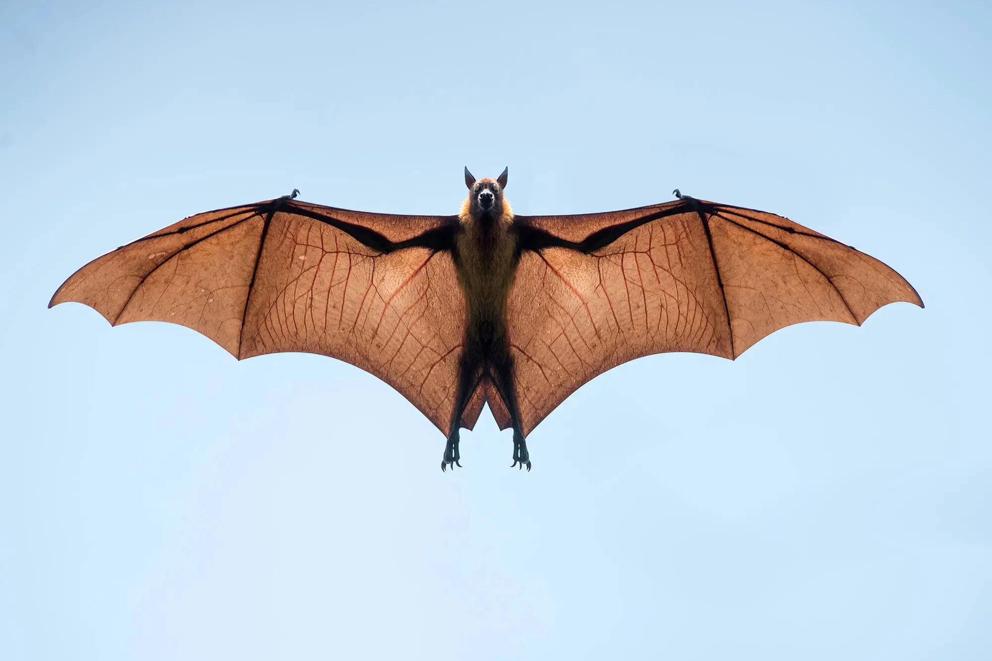 Bats In Arkansas