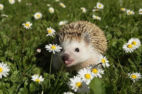 how long can hedgehogs live