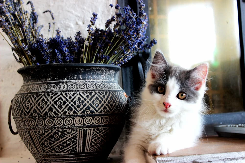 lavender safe for cats