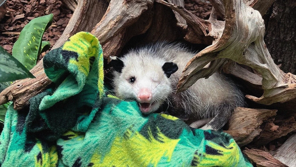 basil is adjusting well to life in the zoo