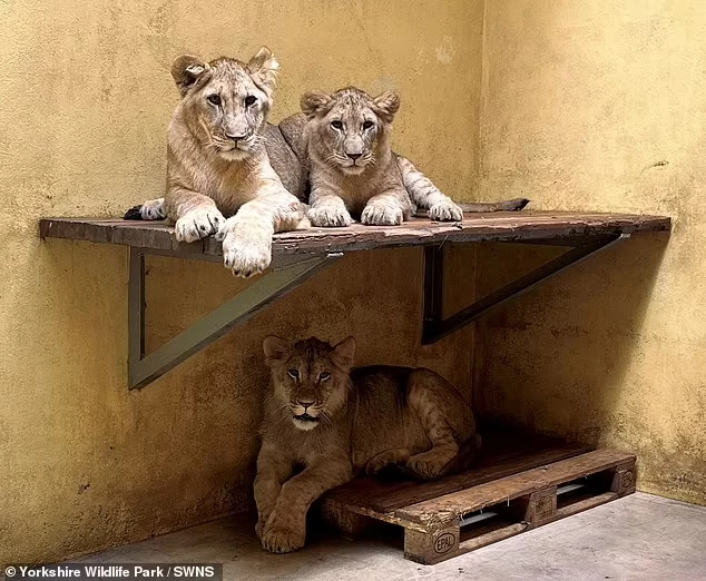 A mission to rescue a lioness named Aysa and her three cubs