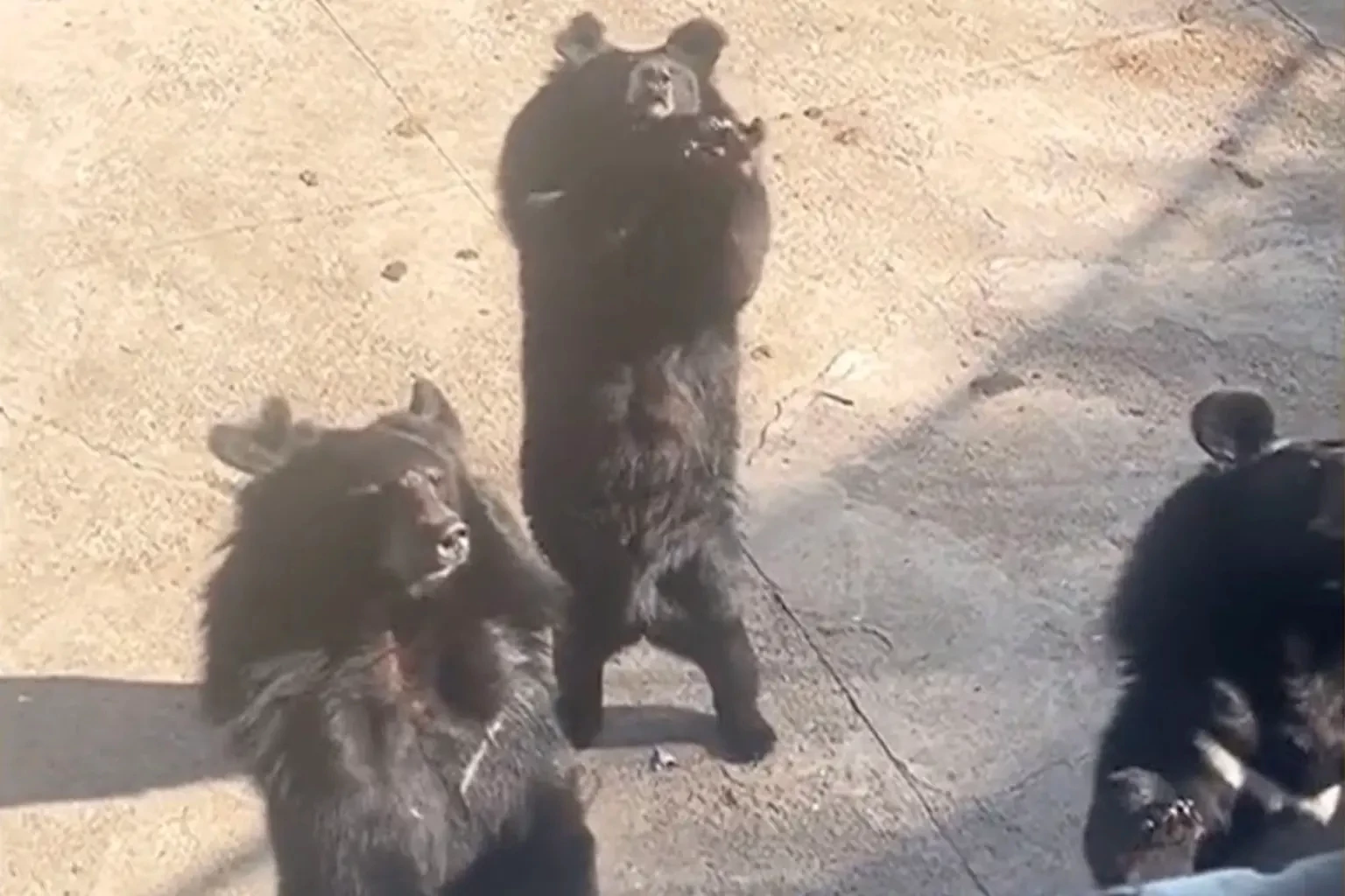 a black bear at a Chinese zoo stole the show
