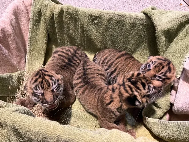 The arrival of three precious Sumatran tiger cubs