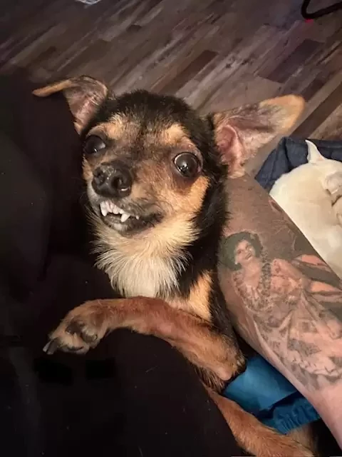 the adorable dog with a vampire-like set of teeth