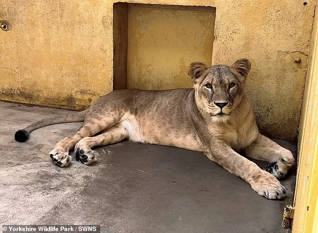 Lion cubs