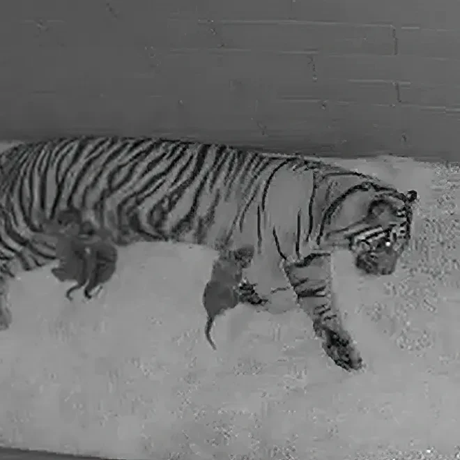 three precious Sumatran tiger cubs