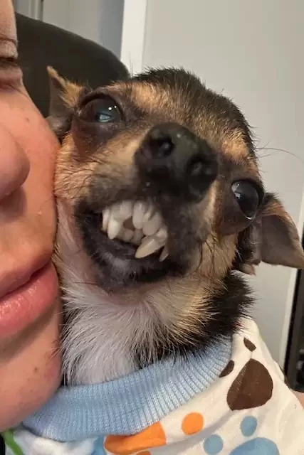 Rescue Dog With Vampire Smile