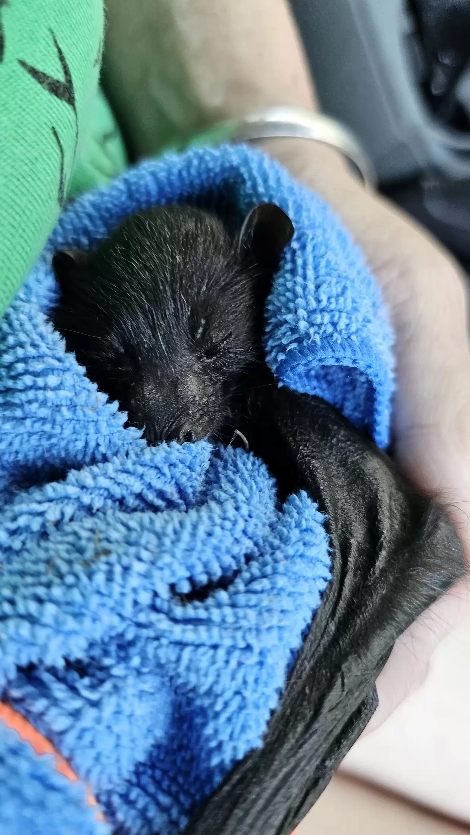 Townsville Bat Rescue