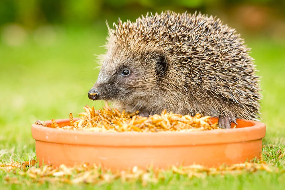 how long does a hedgehog live