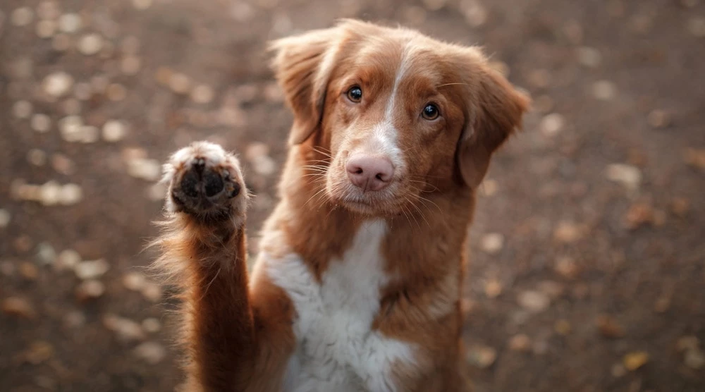 dog putting paw on me