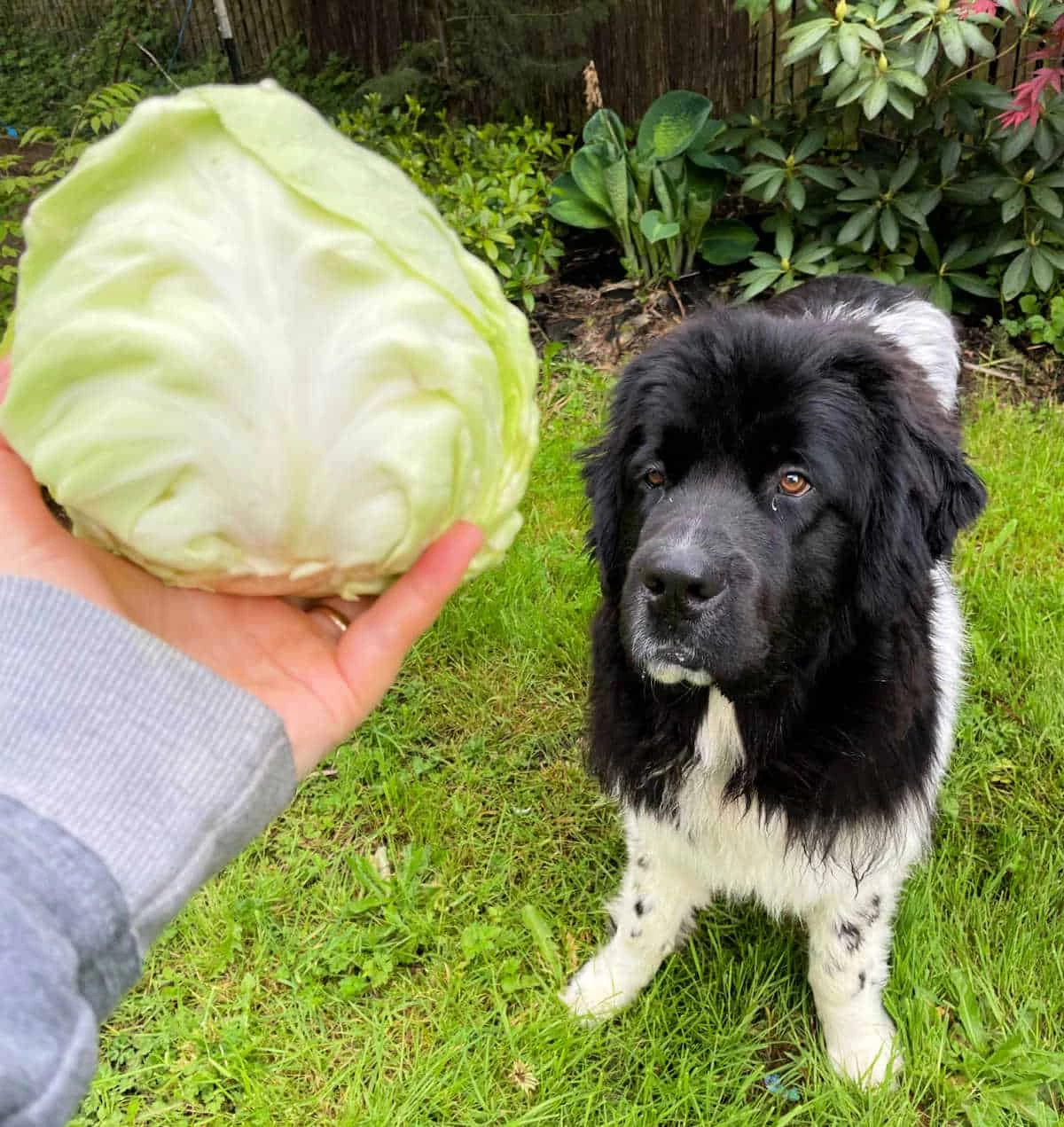 is cabbage bad for dogs
