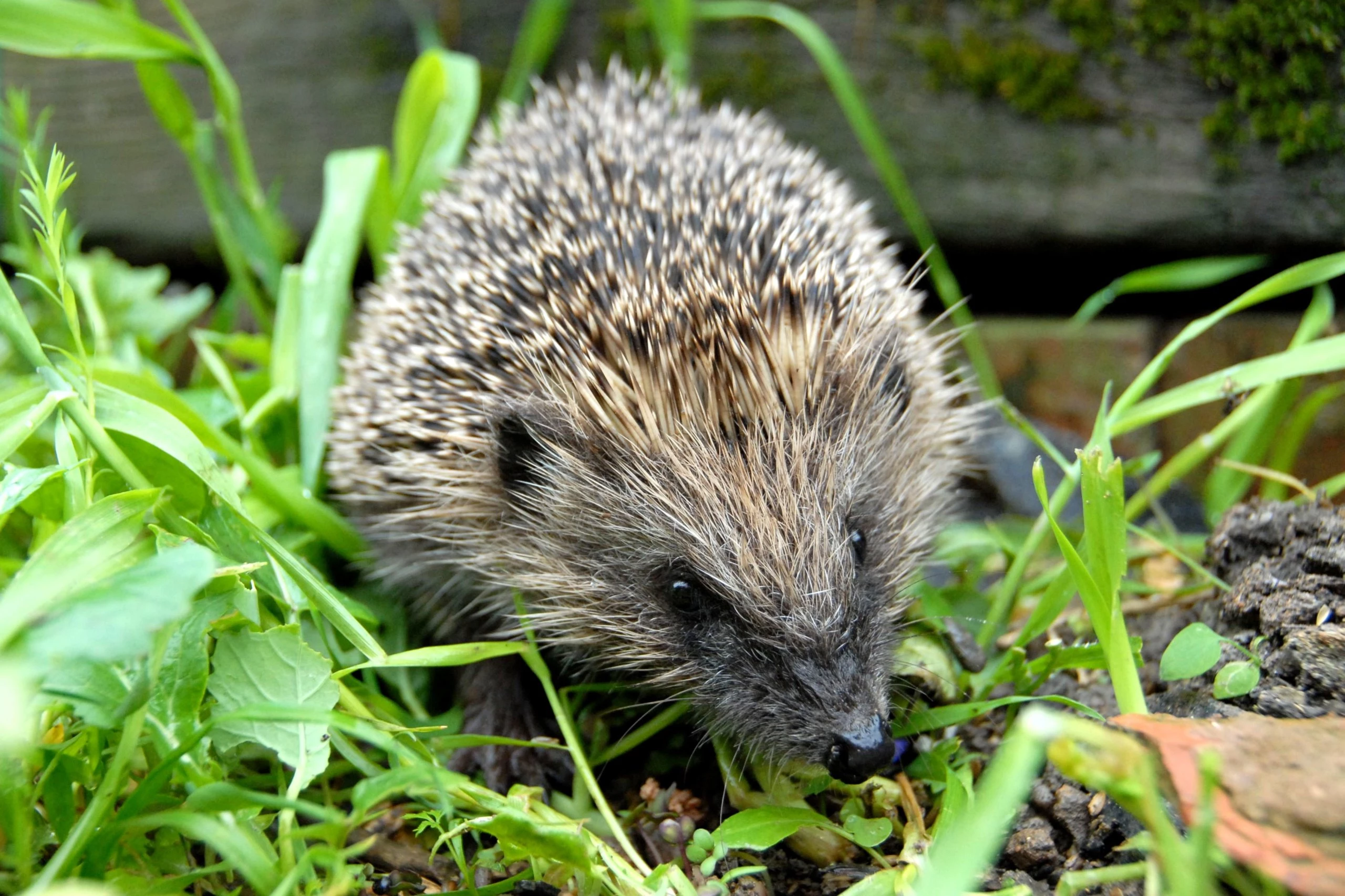 hedgehog pet lifespan
