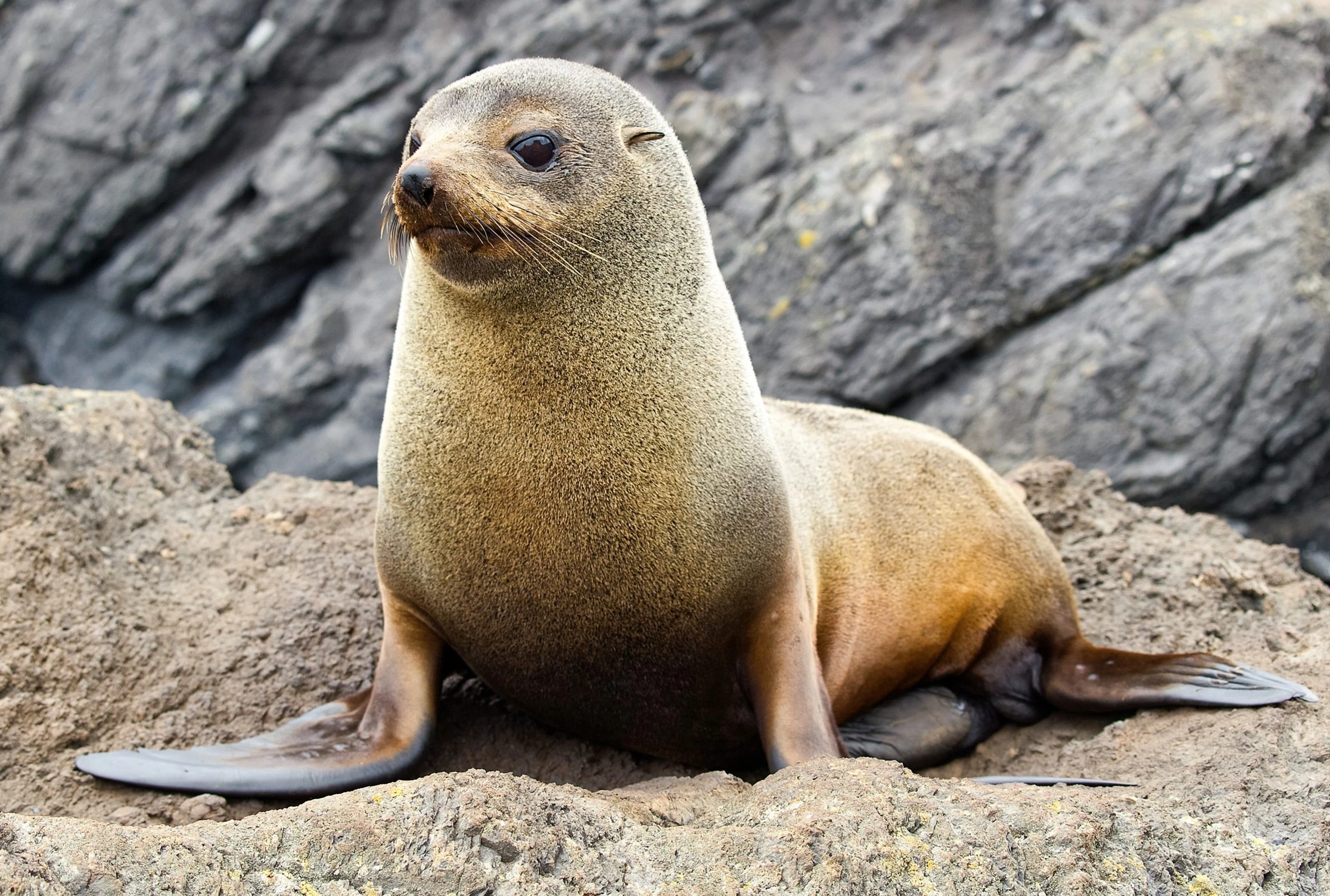 Facts About New Zealand Fur Seal