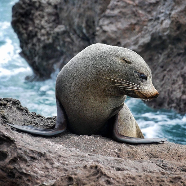 New Zealand seal