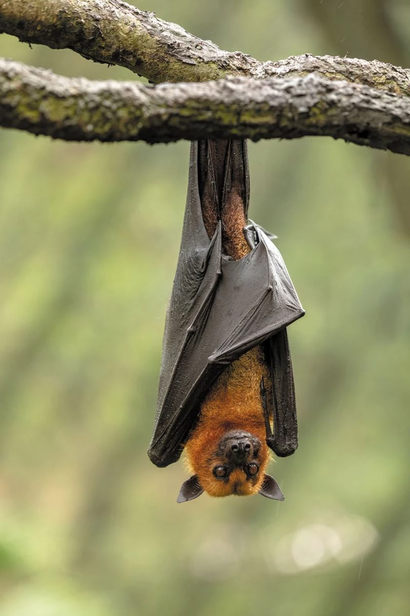 Other Facts About Bats