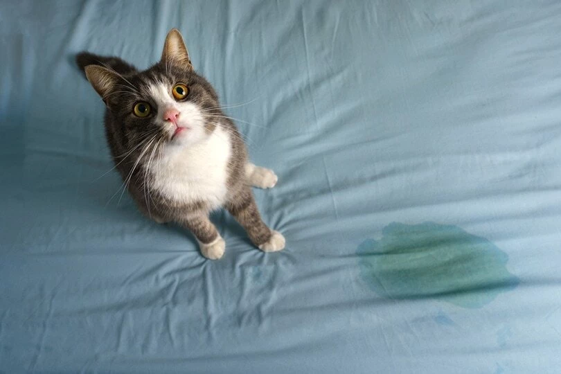 4 month old kitten peeing on bed