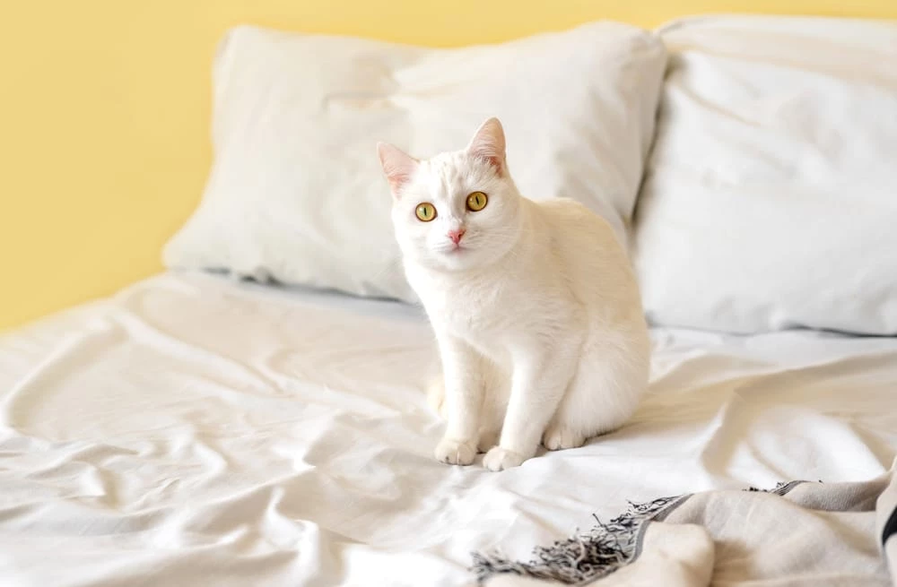 home remedies for cat peeing on bed