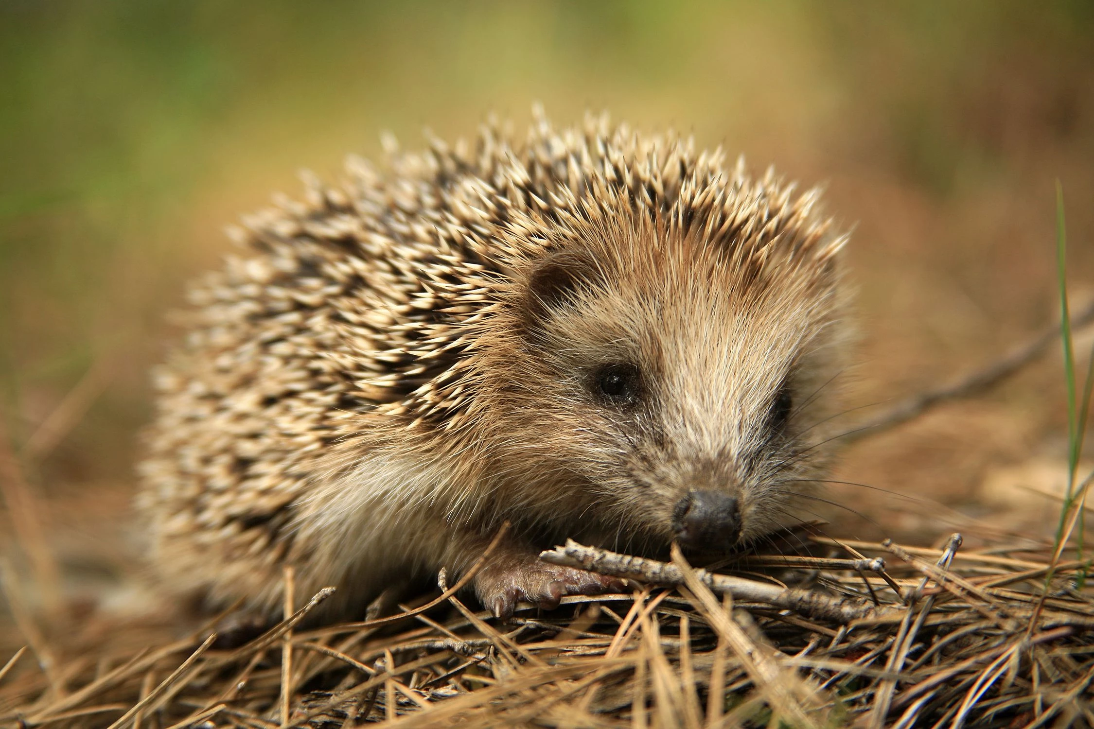 average lifespan of a hedgehog