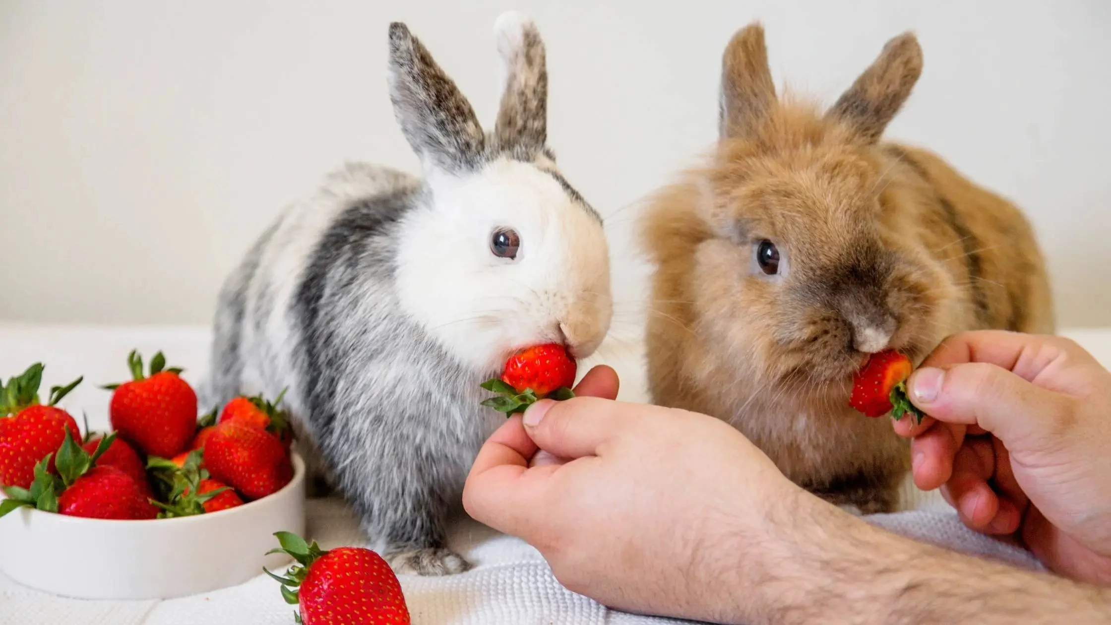 do bunnies eat strawberries