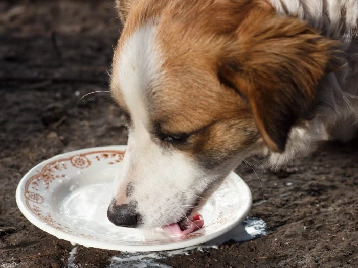 is almond milk ok for dogs