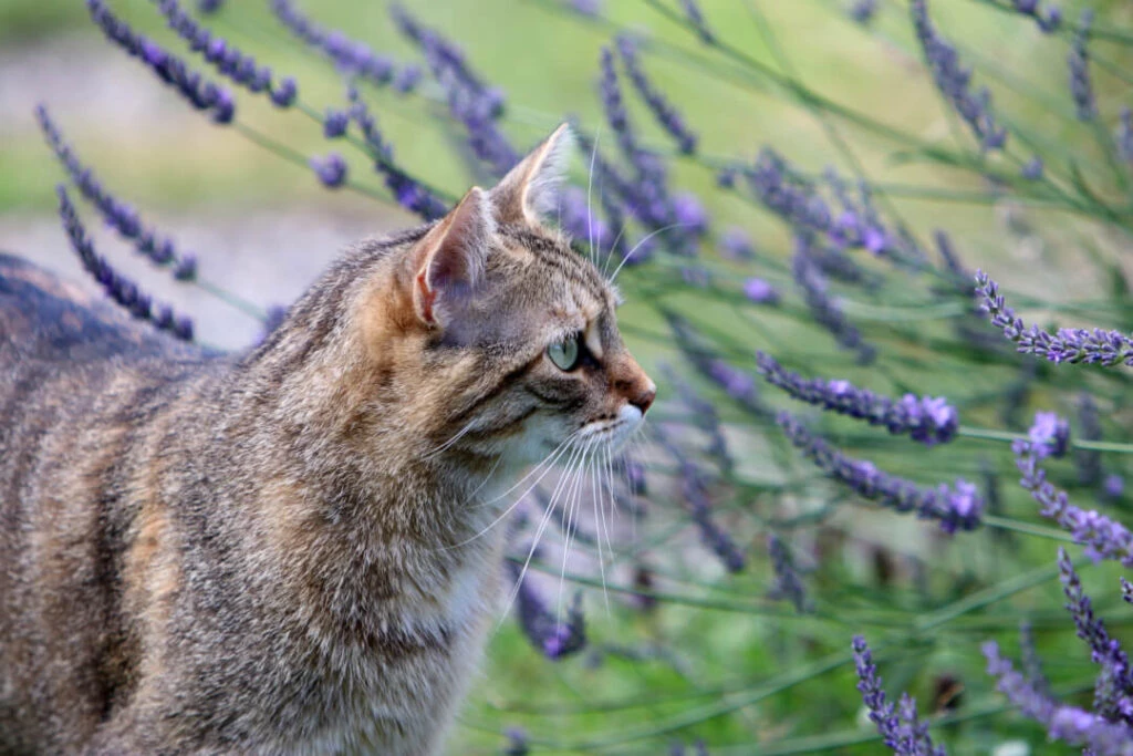 lavender essential oil cats