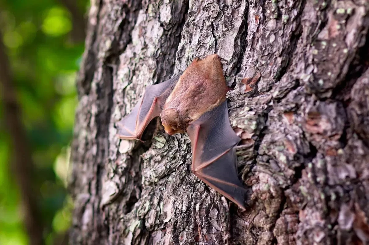 Is It Illegal To Kill Bats In Arkansas?