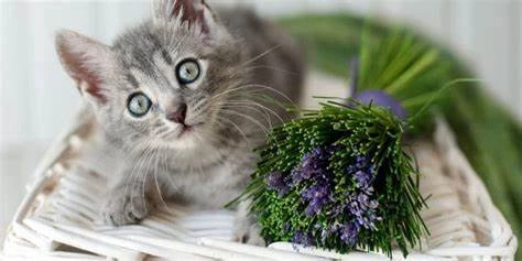 is lavender toxic to cats