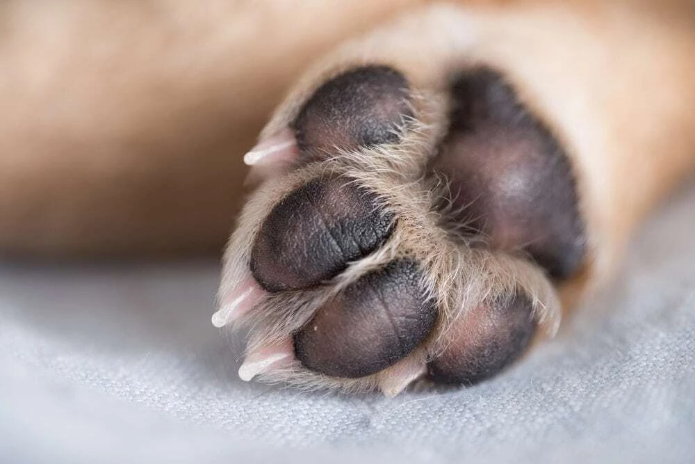 what does it mean when a dog puts his paw on you