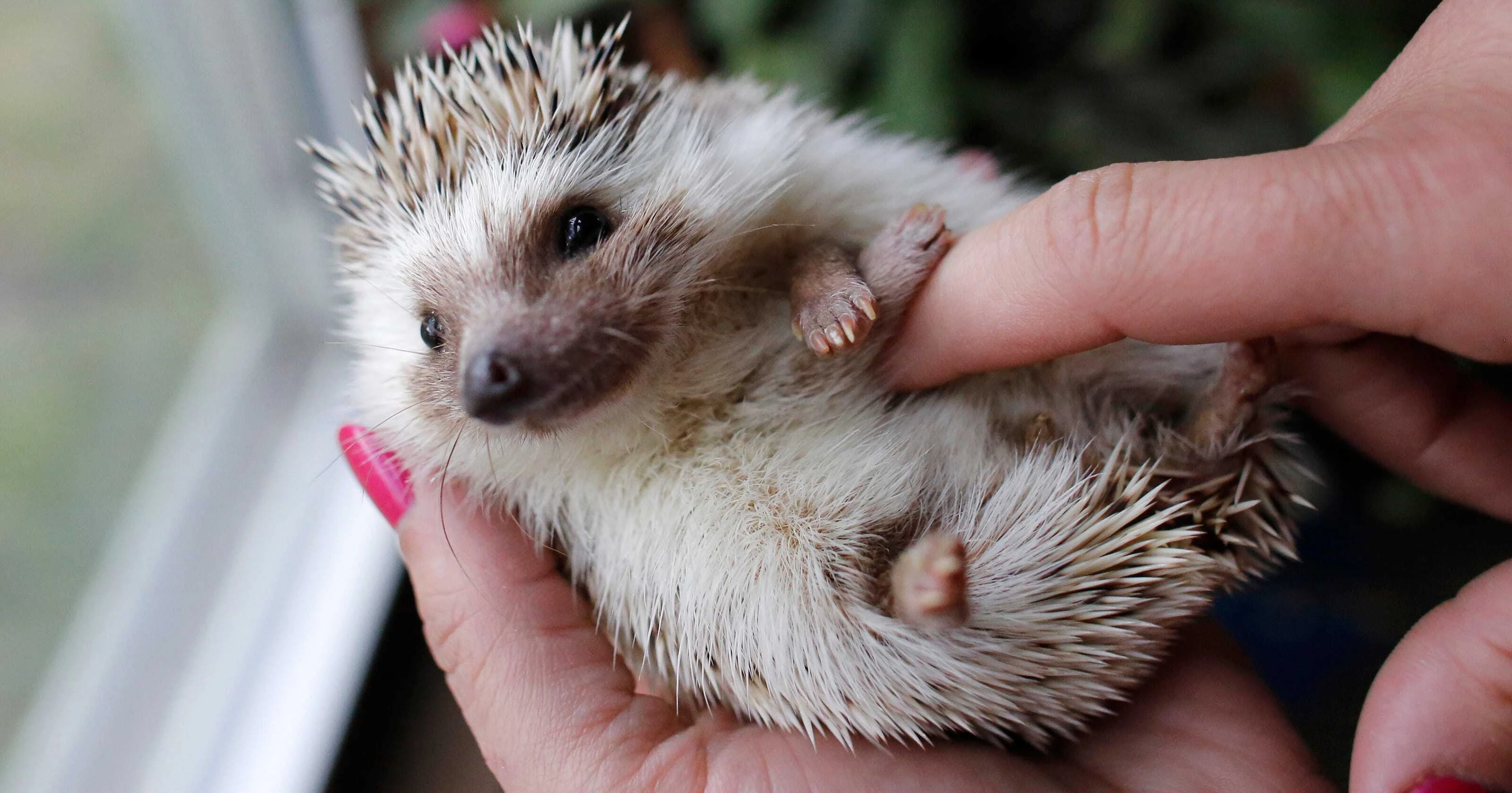hedgehog lifespan domestic