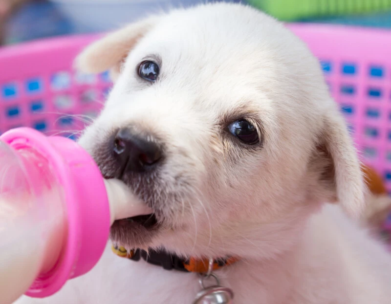 is almond milk safe for dogs