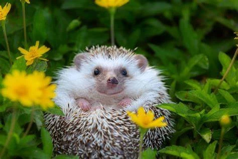 Quick Facts About Hedgehogs