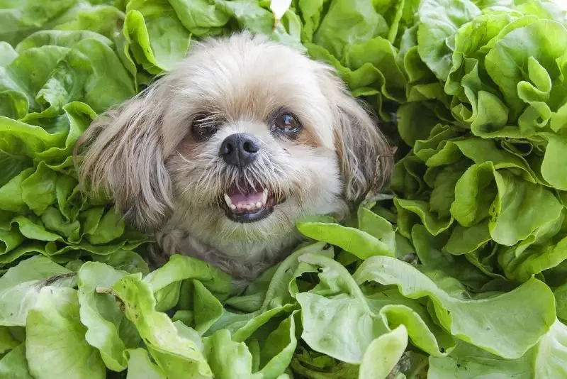 dogs eat cabbage