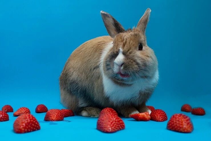 can rabbits eat strawberry leaves