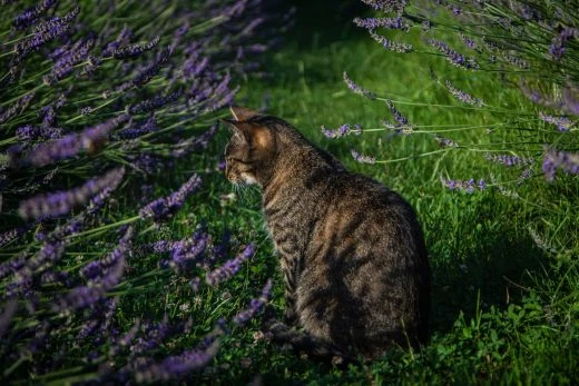 lavender toxic to cats