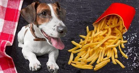 can dogs eat mcdonald's fries