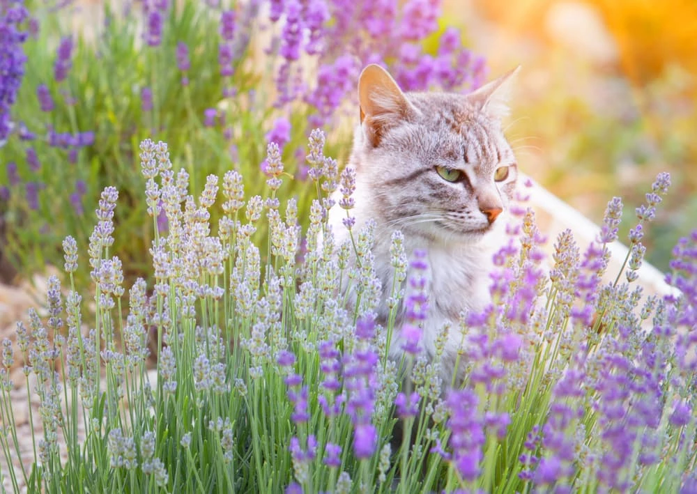 is lavendar toxic to cats
