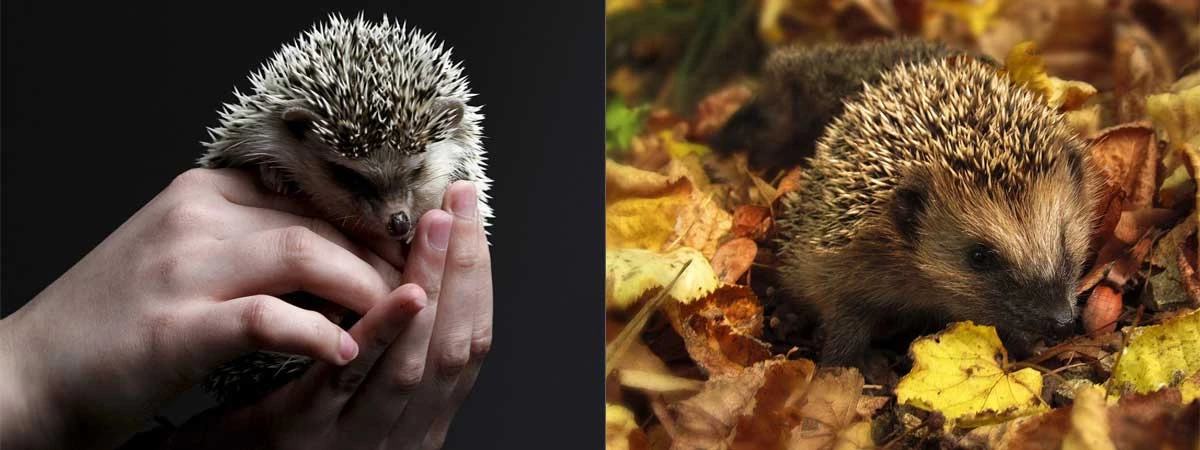 pet hedgehog lifespan