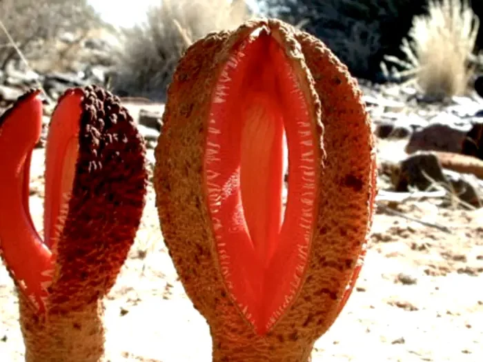 vagina with teeth