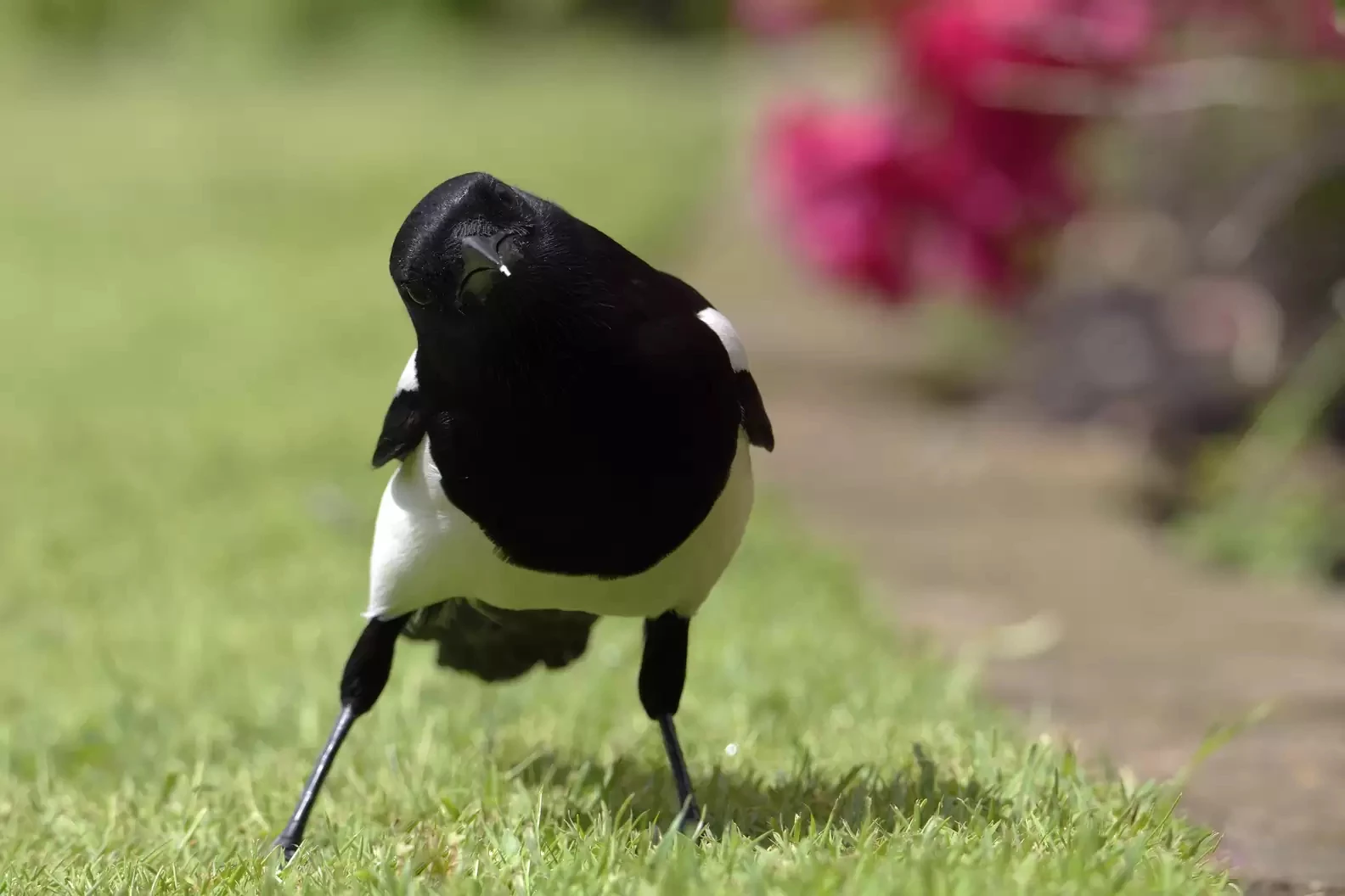 Magpie God