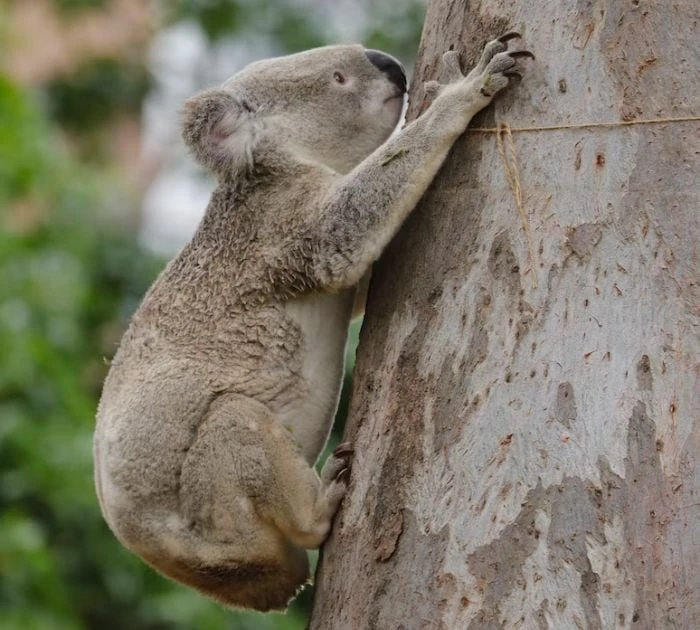 trapped koala