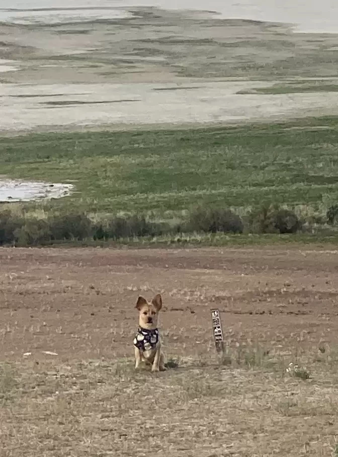 This stray dog’s weary appearance