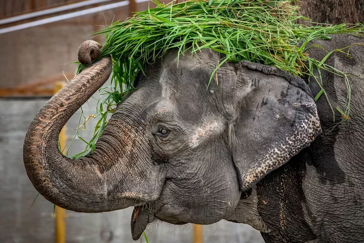 the world's saddest elephant