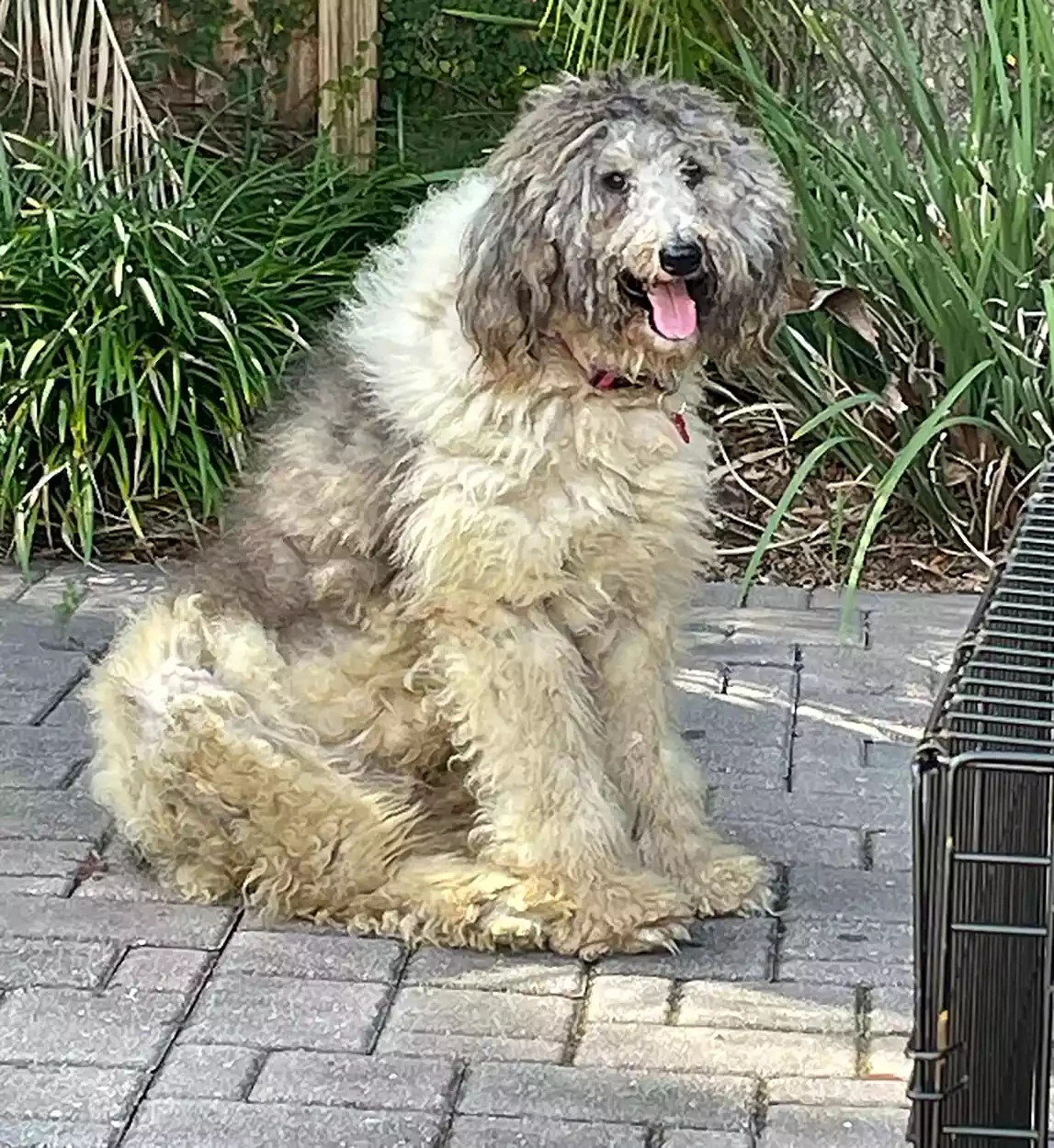 Shelter Dog With Severely Matted Fur