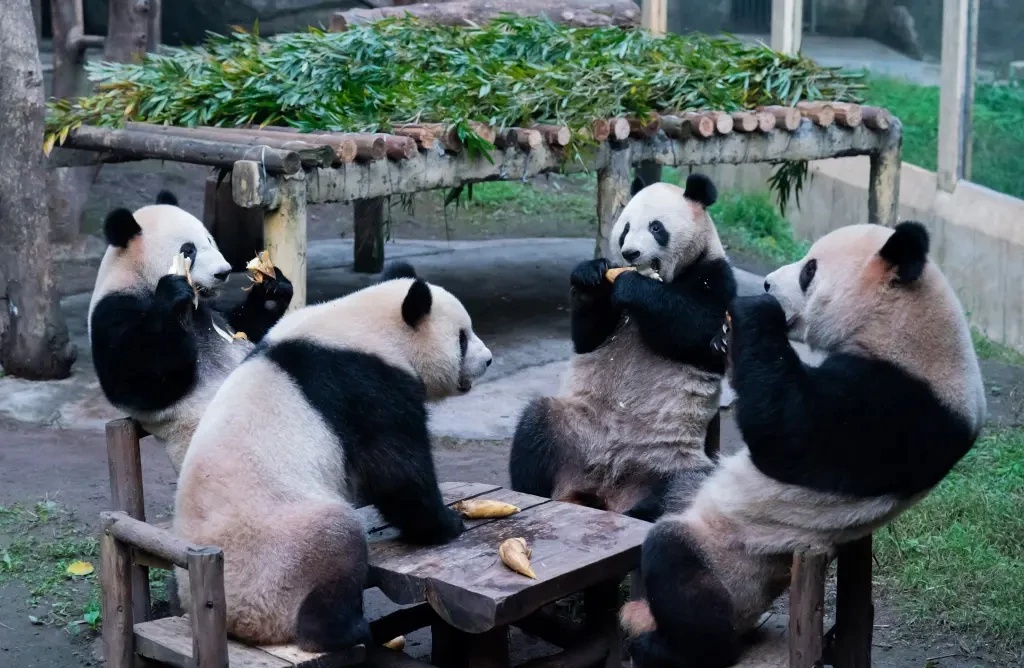 panda suits